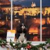 Shows-Hajsi - zdjęcie 11